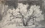 Abiquiu Cottonwood Pencil Study 5x8 Small Image