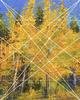 Aspen Season I Dynamic Symmetry Small Image