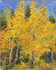 Aspen Season I Harmonic Armature Small Image