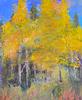 Aspen Season II 20x16 Small Image