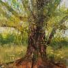 An Ancient Cottonwood 12x12 Small Image