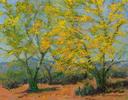 My Palo Verde Trees (sold 2021) Small Image